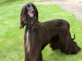 Afghan Hound