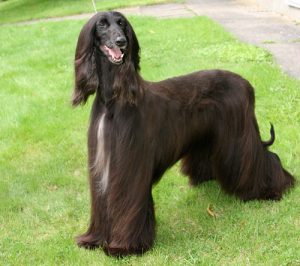 Afghan Hound