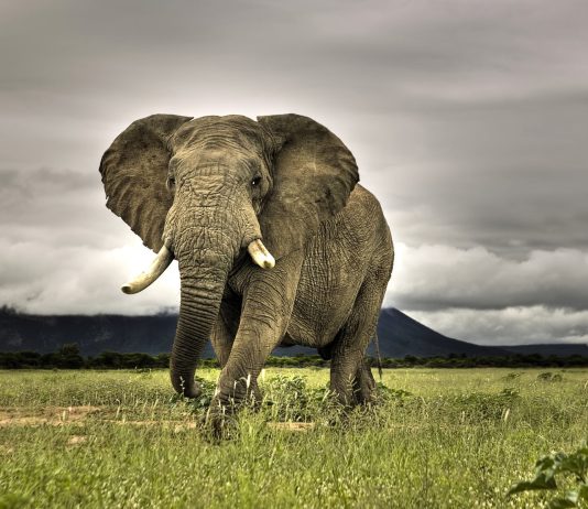 African Bush Elephant