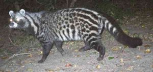 African Civet : Facts, Diet, Behavior