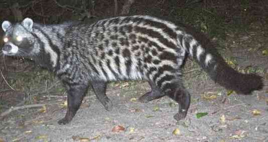 African Civet
