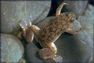 African Clawed Frog – Facts, Habitat, Lifespan