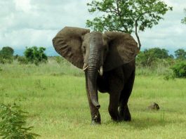 African Forest Elephant