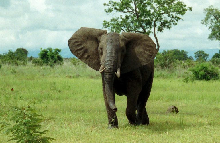 African Forest Elephant