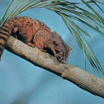 African Palm Civet