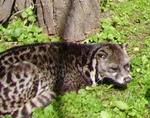 African Palm Civet