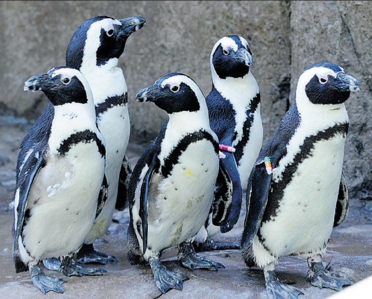 African Penguin