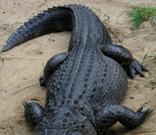Alligators