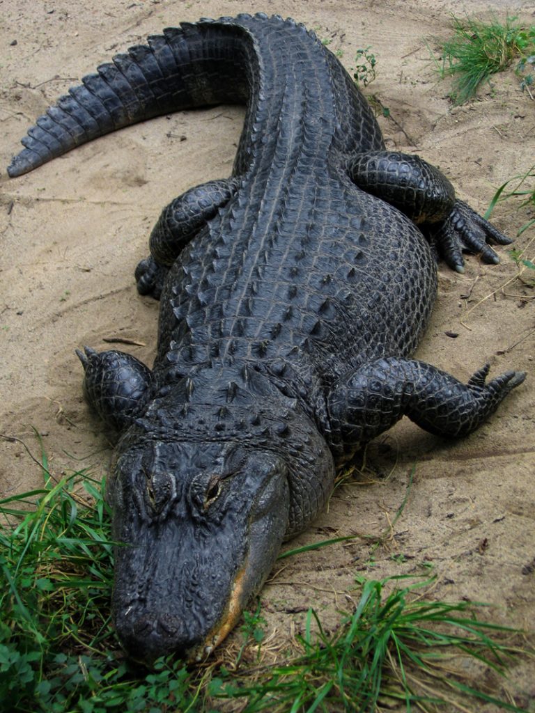 Alligators