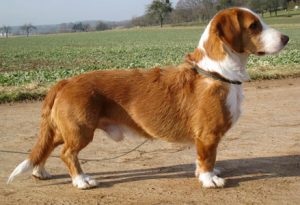 Alpine Dachsbracke – Puppies, Price, Facts