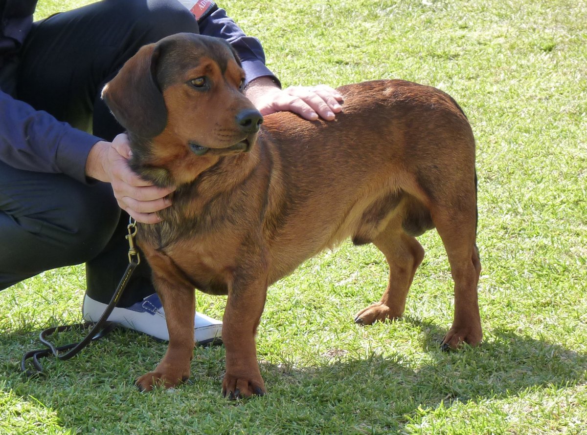 alpine dachsbracke is a mixed breed