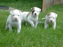 American Bulldog