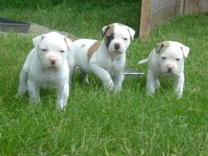 American Bulldog : Facts, Puppies, Temperament