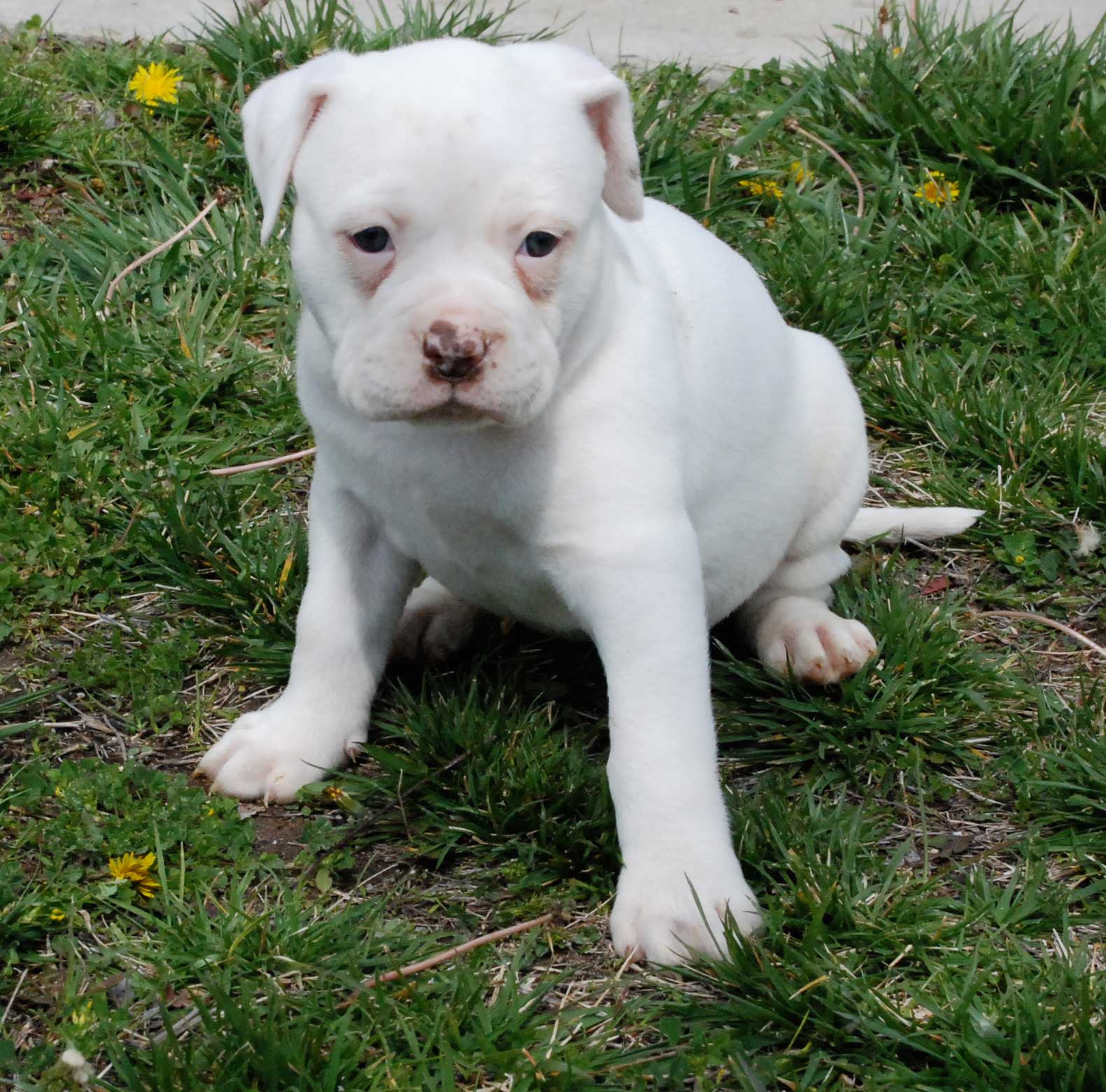 how much are american bulldog puppies worth