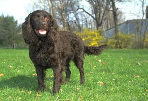 American Water Spaniel – Puppies, Facts, Price