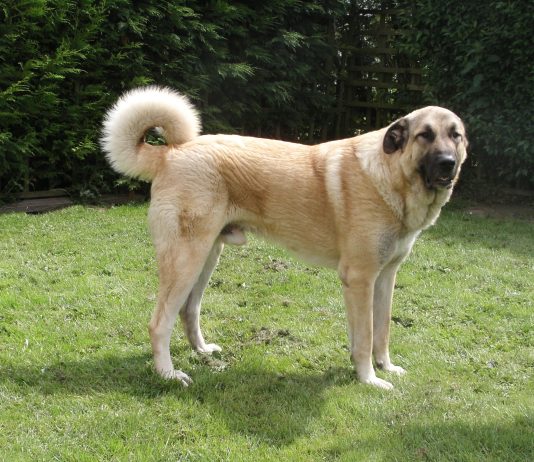 Anatolian Shepherd Dog
