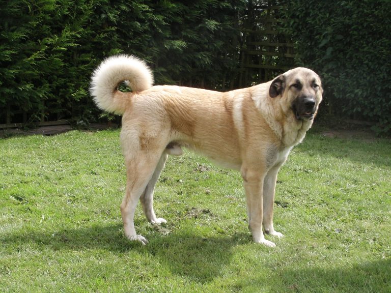 Anatolian Shepherd Dog