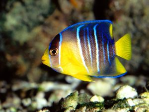 Angelfish : Diet, Breeding, Facts, Lifespan