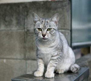 Australian Mist : Breeders, Facts, Price, Kittens & Temperament