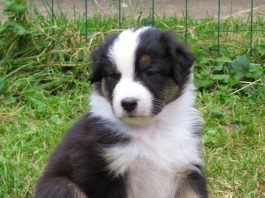 Australian Shepherd