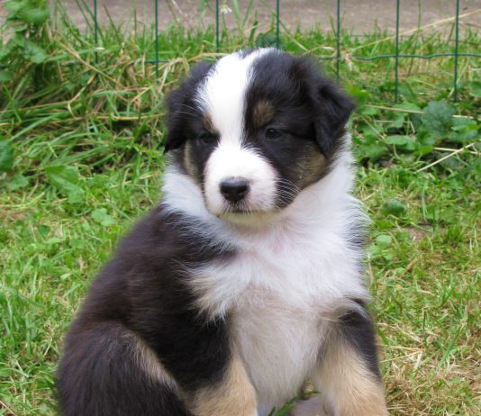 Australian Shepherd