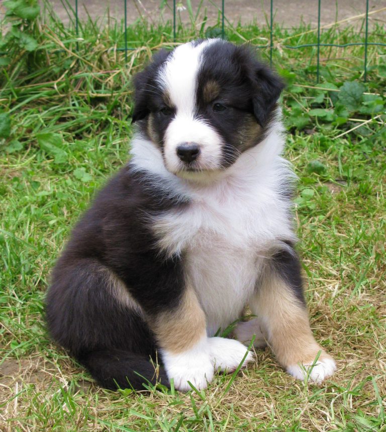 Australian Shepherd