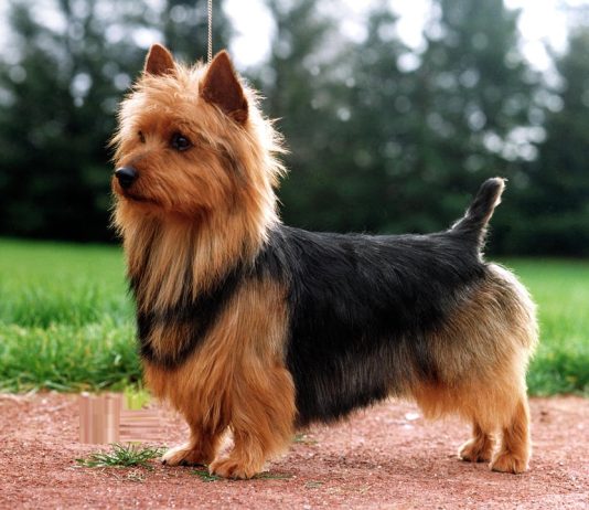 Australian Terrier