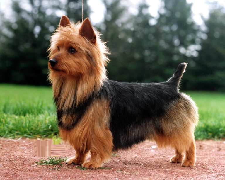 Australian Terrier