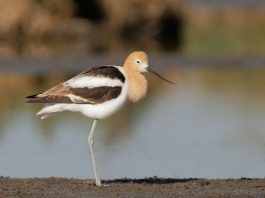 Avocet