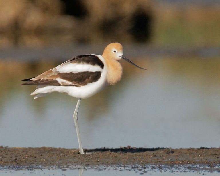 Avocet