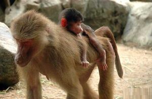 Baboon