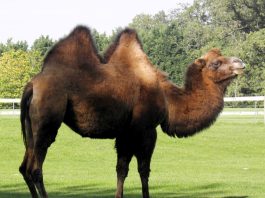 Bactrian Camel