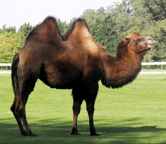 Bactrian Camel