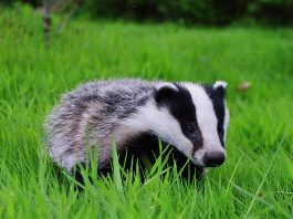 Badger