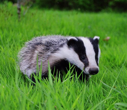 Badger