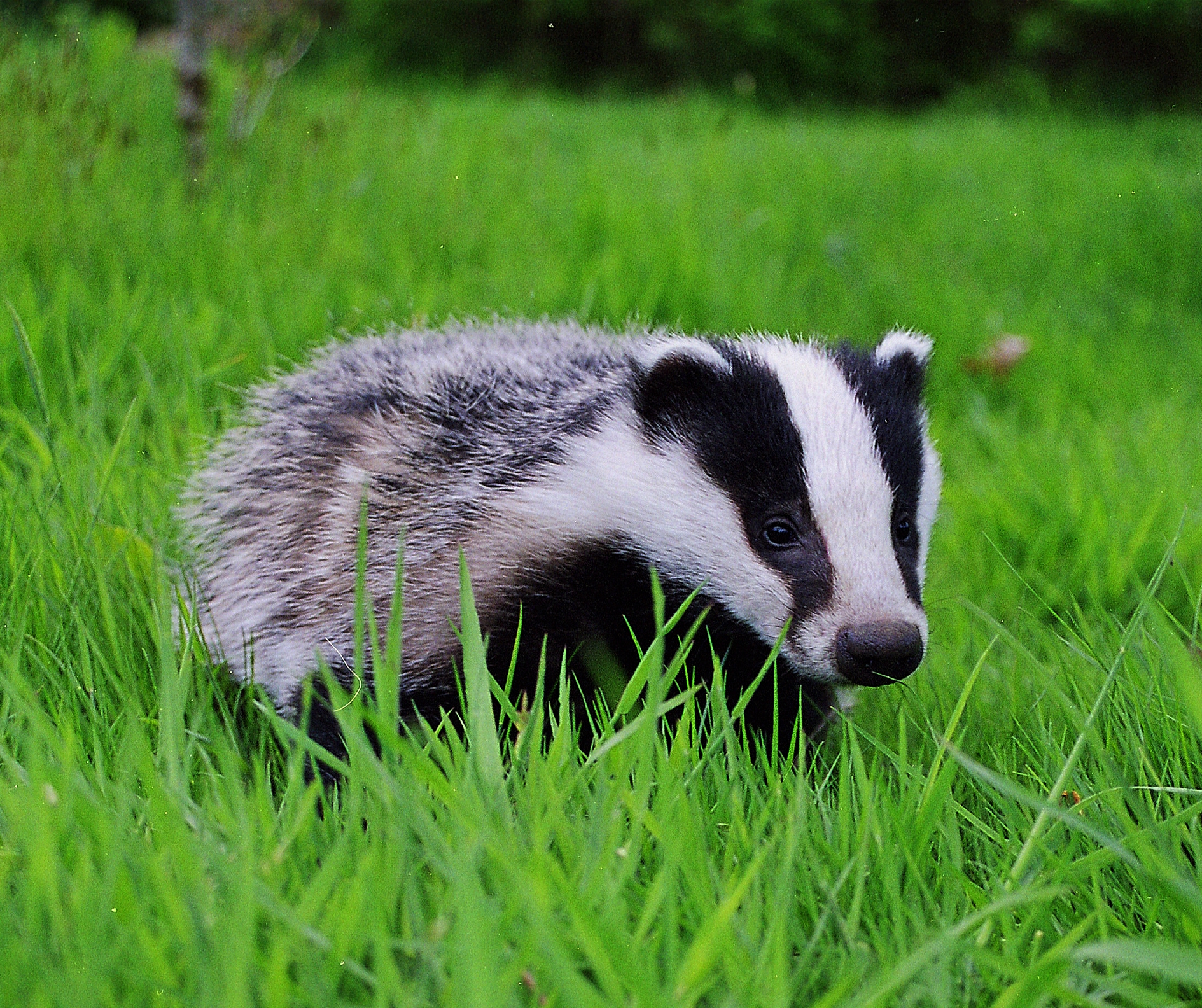 Honey Badger - Facts, Diet, Habitat & Pictures on