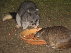 Bandicoot – Facts, Habitat, Life Cycles, Diet