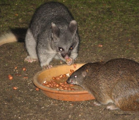 Bandicoot