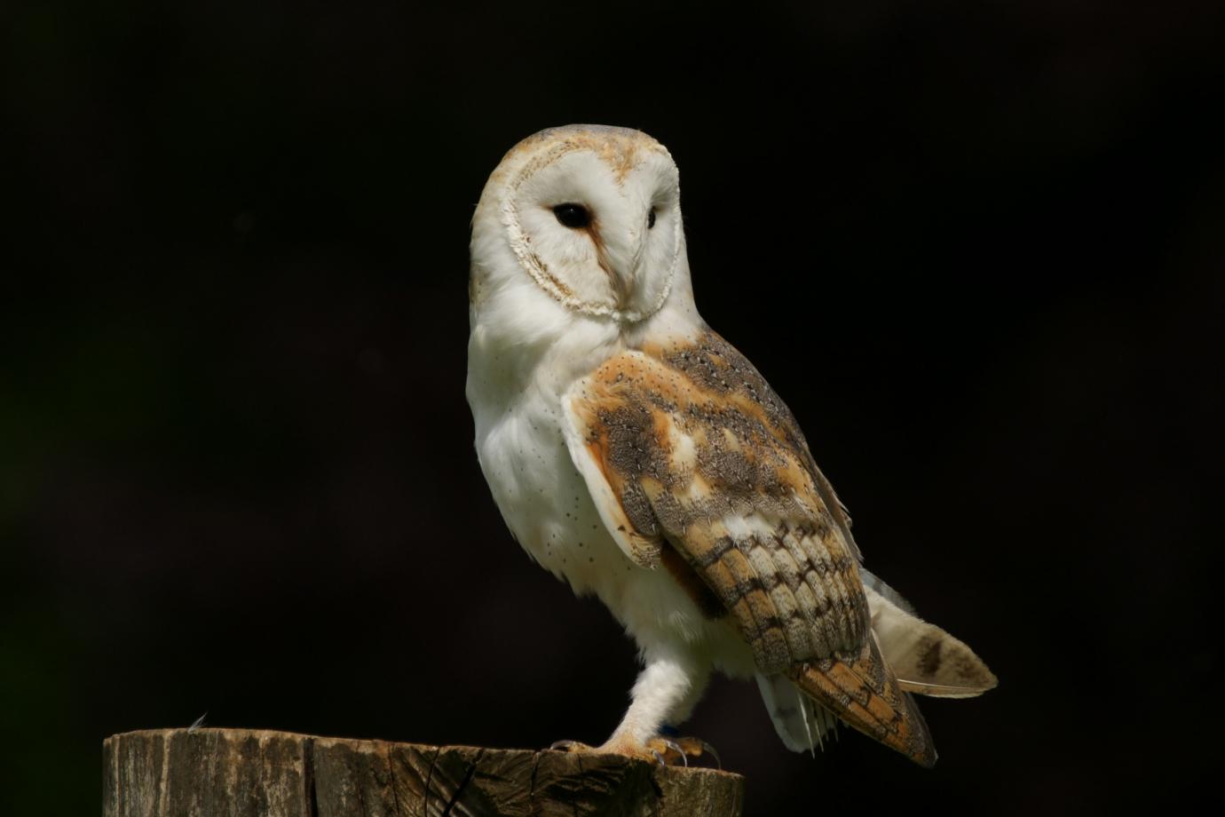 barn-owl-facts-pictures-diet-breeding-habitat-behaviour