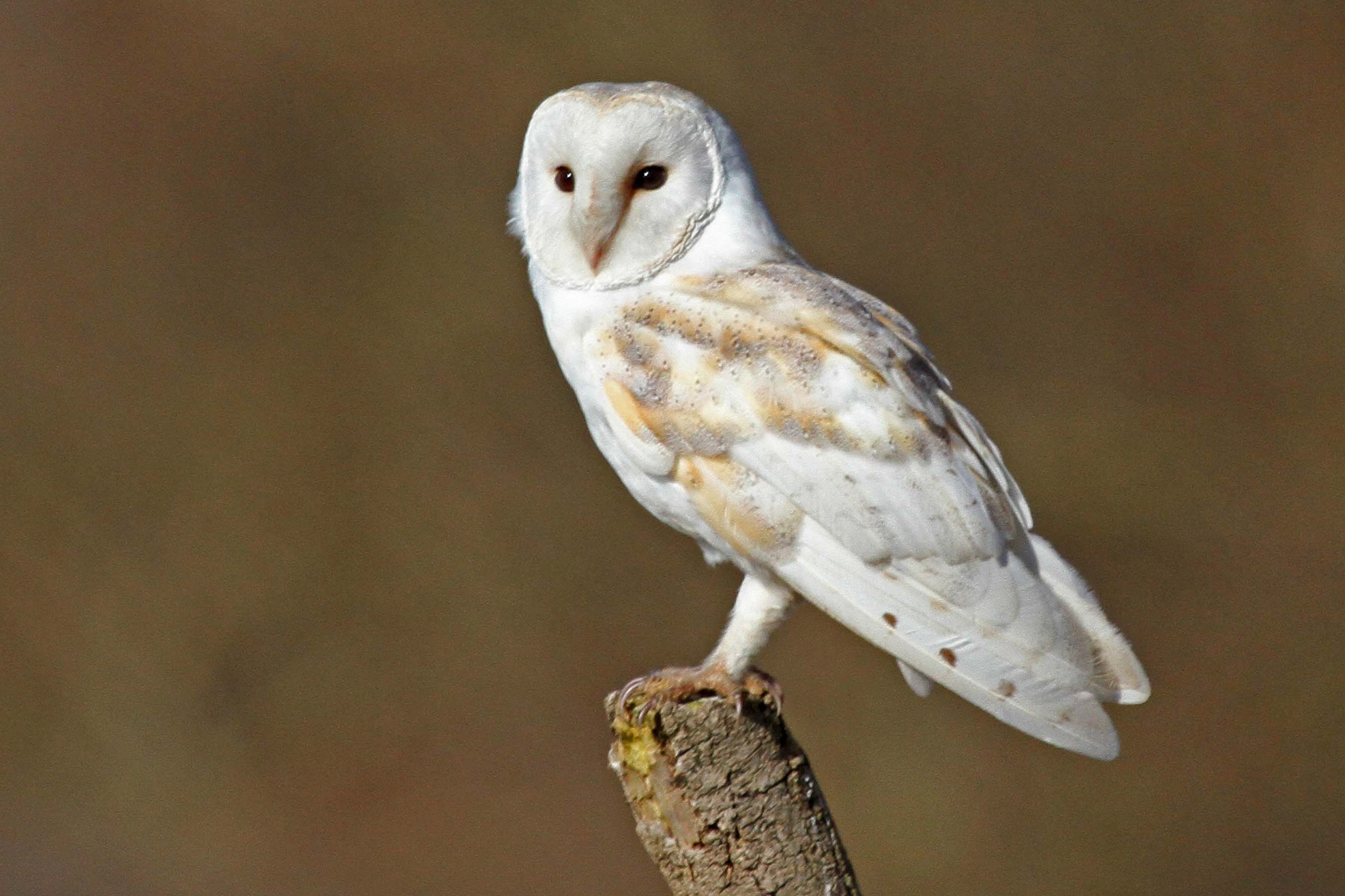 Barn Owl Facts Pictures Diet Breeding Habitat Behaviour