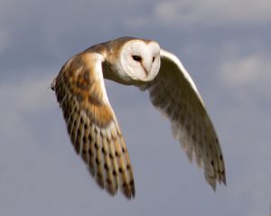 Barn Owl