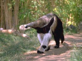 Anteater