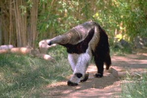 Anteater