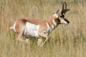 Antelope – Facts, Habitat, Definition, Pictures
