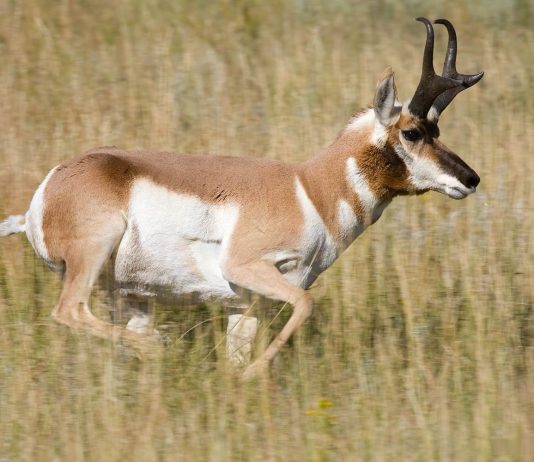 Antelope