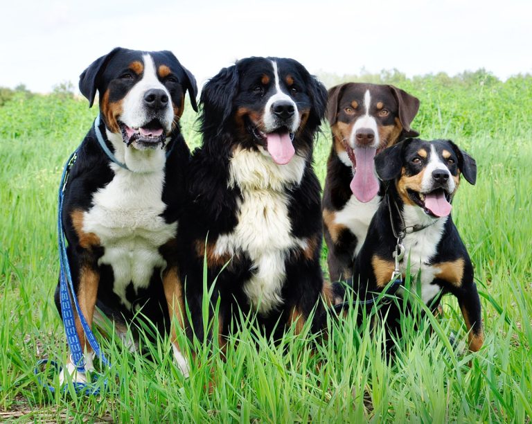 Appenzell Mountain dog