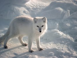 Arctic Fox