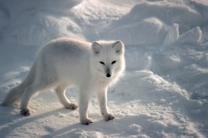 Arctic Fox – Facts For Kids, Habitat, Behavior