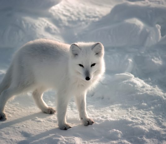 Arctic Fox