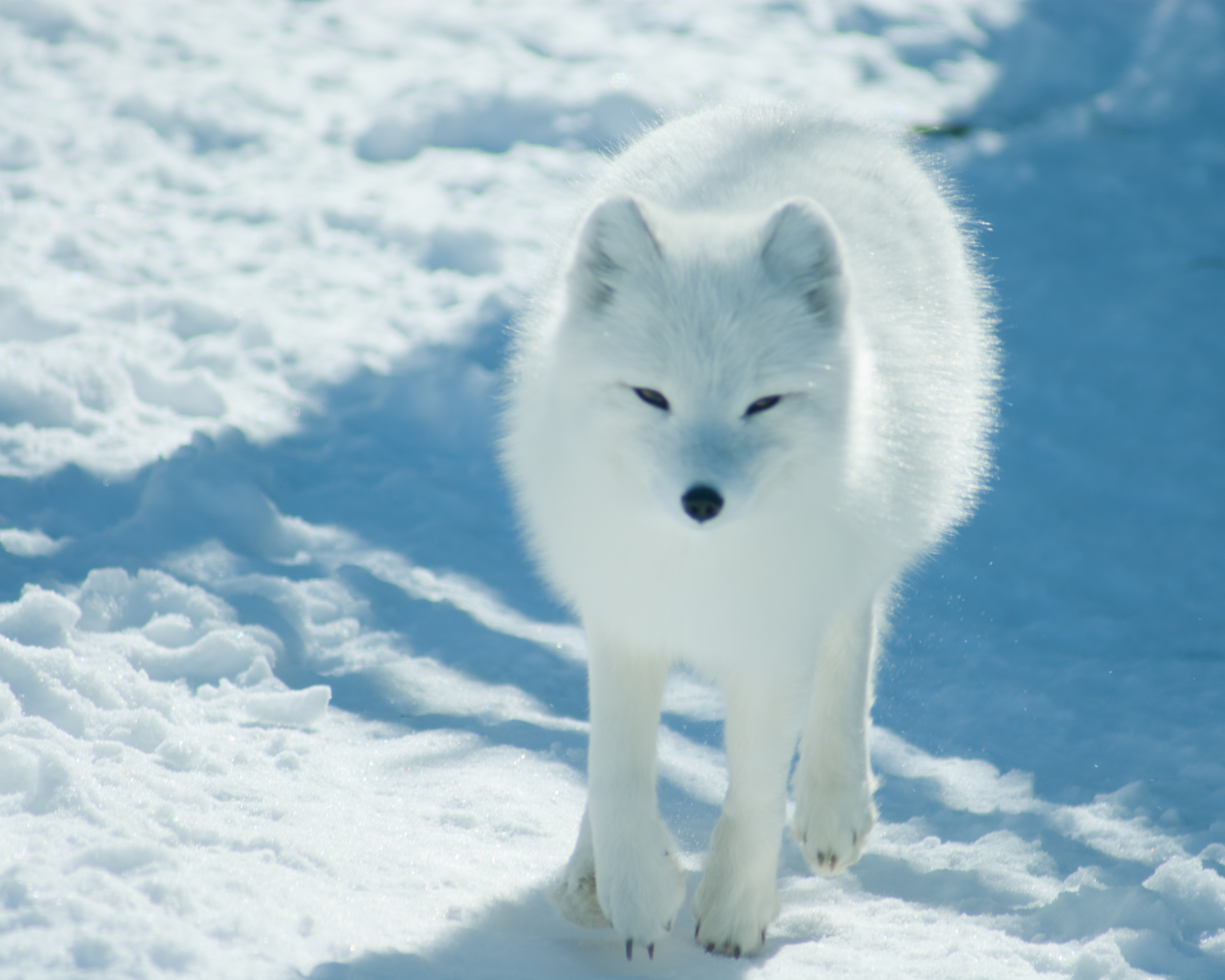 information about arctic foxes Fox arctic cute foxes animals beautiful ...